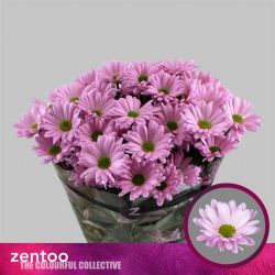  İthal Chrysanthemum T Katinka  (Biçme-5 dal-70cm)