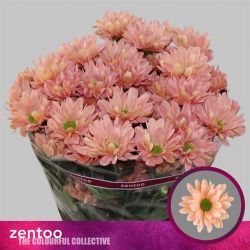  İthal Chrysanthemum T Katinka  Salmon (Biçme-5 dal-70cm)