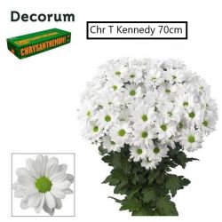  İthal Chrysanthemum T Kennedy (Biçme-5 dal-70cm)
