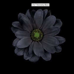  İthal Chrysanthemum T Kennedy Black (Biçme-5 dal-70cm)
