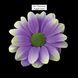  İthal Chrysanthemum T Kennedy Purple Fresh (Biçme-5 dal-70cm)