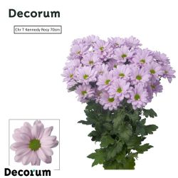  İthal Chrysanthemum T Kennedy Rosy (Biçme-5 dal-70cm)