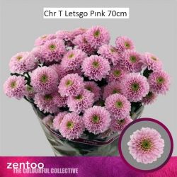  İthal Chrysanthemum T Letsgo Pink (5 dal-70cm)