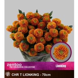  İthal Chrysanthemum T Lionking (Biçme-5 dal-70cm)