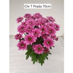  İthal Chrysanthemum T Prada (Biçme-5 dal-70cm)