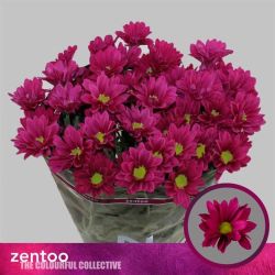  İthal Chrysanthemum T Purple Star (5 dal-70cm)
