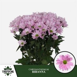  İthal Chrysanthemum T Rihanna (Biçme-5 dal-70cm)