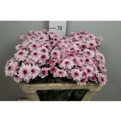  İthal Chrysanthemum T Royce Lovely (5 dal-70cm)