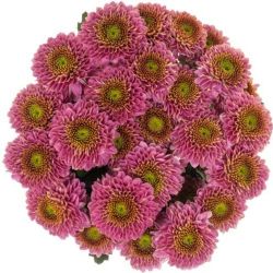 İthal Chrysanthemum T Souvenir (Biçme-5 dal-70cm)