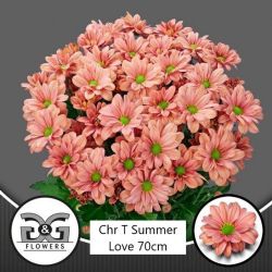  İthal Chrysanthemum T Summer Love (Biçme-5 dal-70cm)