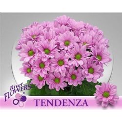  İthal Chrysanthemum T Tendenza (Biçme-5 dal-70cm)
