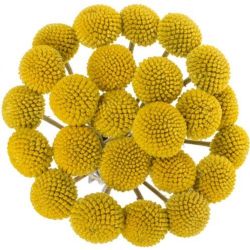  İthal Craspedia (50 Dal-60 cm)