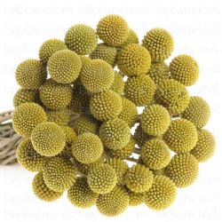  İthal Craspedia (50 Dal-60 cm)