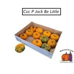  İthal Cucurbita (KALEBAS) (Süs Kabağı-1 adet)