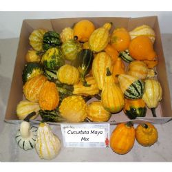  İthal Cucurbita Maya Mix (Süs Kabağı-1adet)