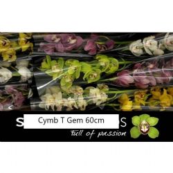  İthal Cymbidium Gem Tak (1 dal-60cm)