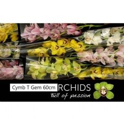  İthal Cymbidium T Gem Mix (Dal Orkide-1 dal-60 cm)