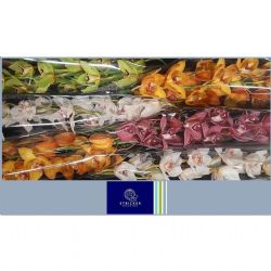  İthal Cymbidium T Gem Mix (Dal Orkide-1 dal-60 cm)