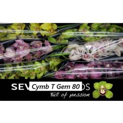  İthal Cymbidium T Gem Mix (Dal Orkide-1 dal-80 cm)