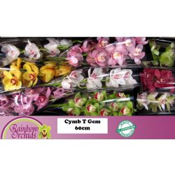  İthal Cymbidium T Gem Tak (1 dal-60 cm)