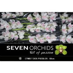  İthal Cymbidium T Pueblo (1 dal-60 cm)