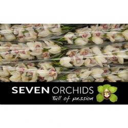  İthal Cymbidium T Time Out (1 dal-80cm)