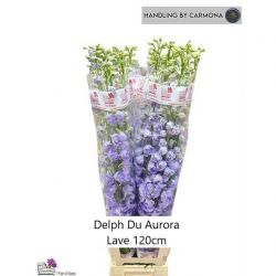  İthal Delphinium El Aurora Lave (10 dal-120cm)