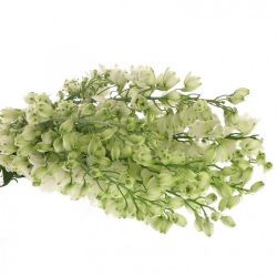  İthal Delphinium El Centurion White (100cm-10 Dal)