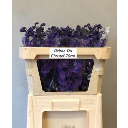  İthal Delphinium El Christel (10 dal-70 cm)