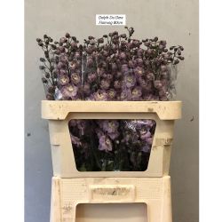  İthal Delphinium El Dew Flaming (10 dal-80cm)