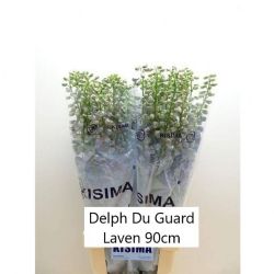  İthal Delphinium El Guard Laven (10 dal-90cm)