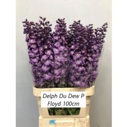  İthal Delphinium El P Floyd (10 dal-100cm)