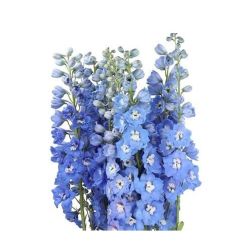  İthal Delphinium El Sky Blue (10 dal-70 cm)