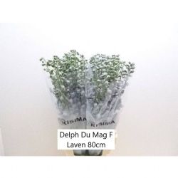  İthal Delphinium Magic Fount La (10 dal-80cm)