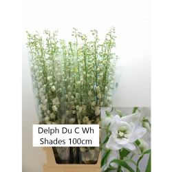  İthal Delphinium White Shades (100cm-10 Dal)