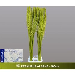  İthal Eremurus Alaska (10 dal-100 cm)