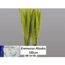  İthal Eremurus Alaska (10 dal-130 cm)