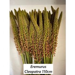  İthal Eremurus Cleopatra (10 dal-110 cm)