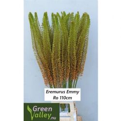  İthal Eremurus Emmy-Ro (10 dal-90 cm)