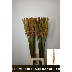  İthal Eremurus Flash Dance (10 dal-100 cm)