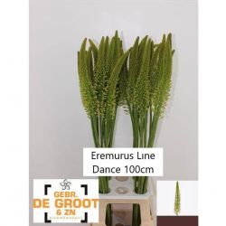  İthal Eremurus Line Dance (10 dal-100 cm)