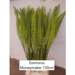  İthal Eremurus Moneymaker (10 dal-130 cm)