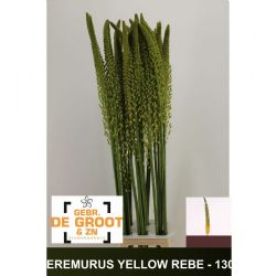 İthal Eremurus Shelf Yellow Rebel (10 dal-130 cm)