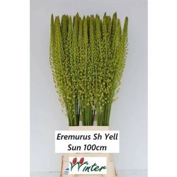  İthal Eremurus Shelf Yellow Sun (10 dal-100 cm)