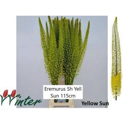  İthal Eremurus Shelf Yellow Sun (10 dal-115 cm)