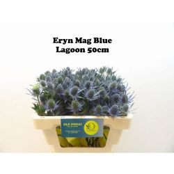  İthal Eryngium Blue Lagoon (10 dal-50cm)