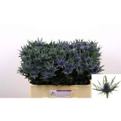  İthal Eryngium Orion (10 dal-80cm)
