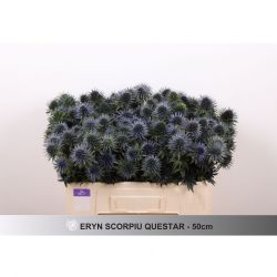  İthal Eryngium Scorpıu Questar (10 dal-50cm)