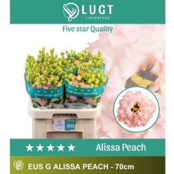  İthal Eustoma G Alissa Light Peach (Lisiantus-10 dal-70cm)