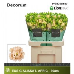  İthal Eustomma G Ali L Apricot (Lisiantus-10 dal-70cm)